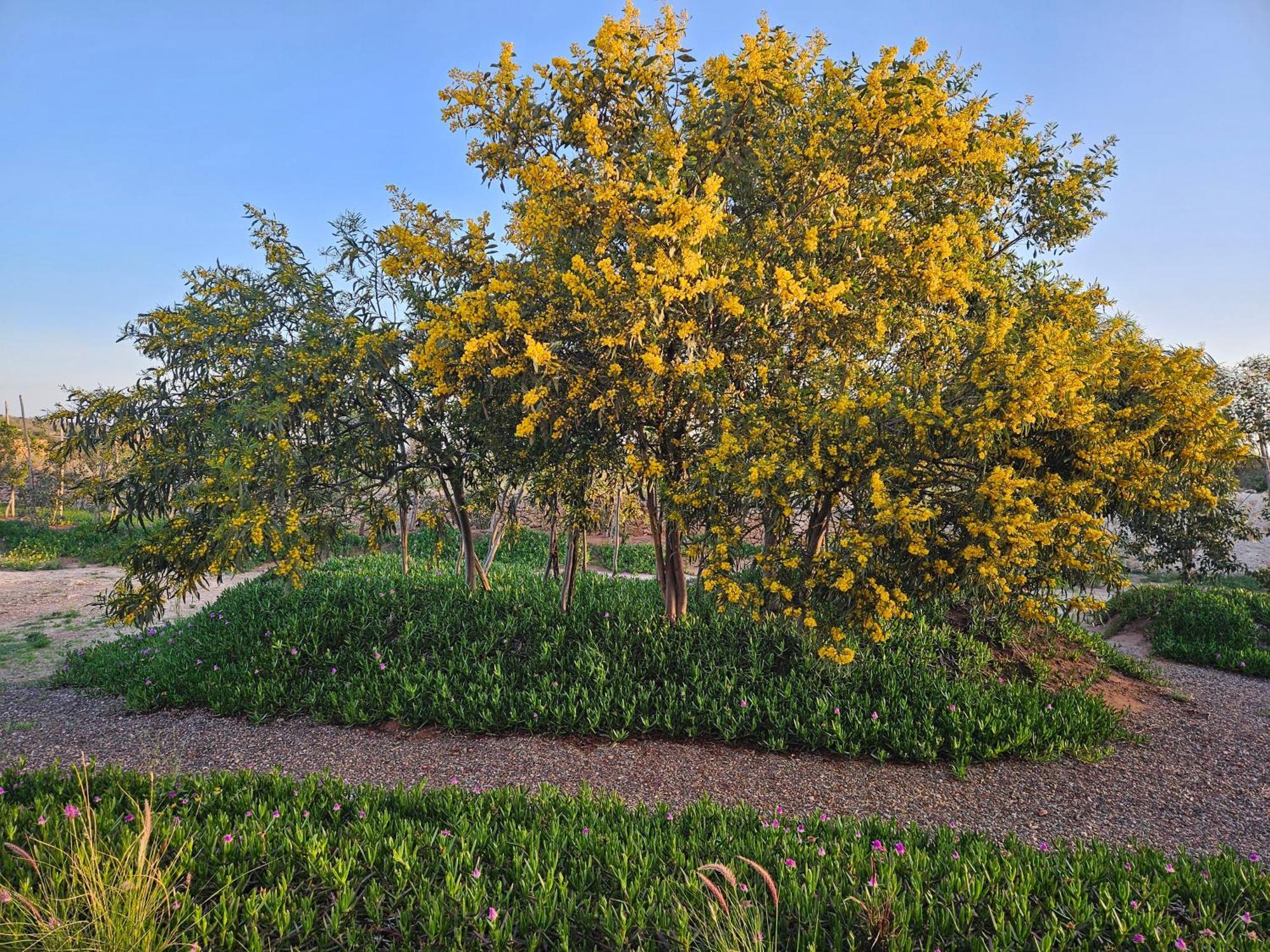 Le Clos De La Roussiere Essaouira Esterno foto